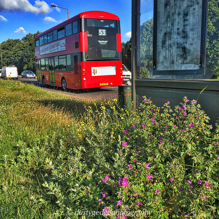 roadside grass in Blackheath