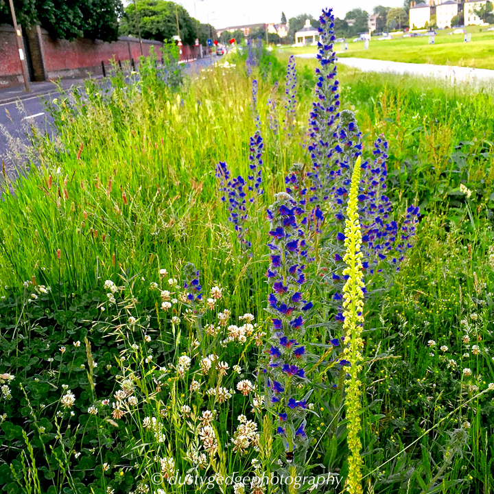 wildflower verges in London