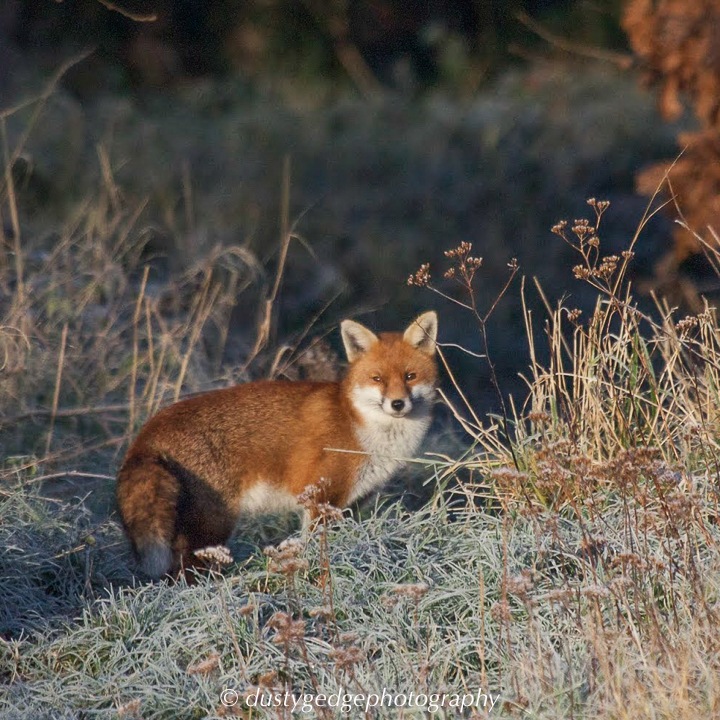 Fox in the winter frost, Blackheath, London