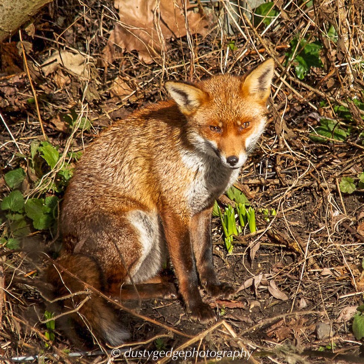 A sleepy fox by the river in South East London