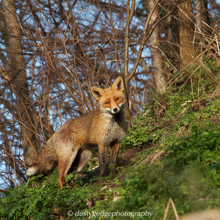 London Fox in the back lands