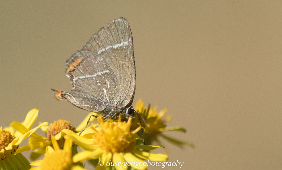 White-letter Hairstreak Blackheath