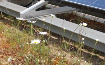 Reflections of Anti-Sedum Fetishist