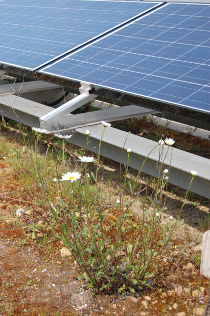 Ox-eye Daisies - courtesy of S. Connop