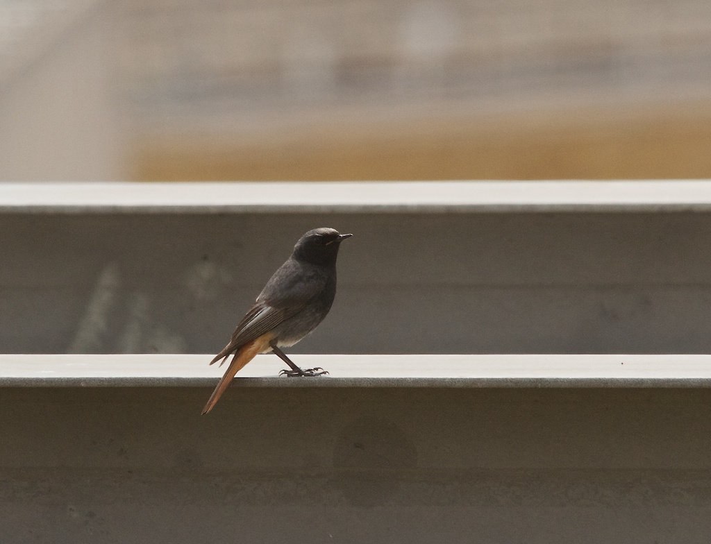 Black Redstart on a London Roof - Dusty Gedge