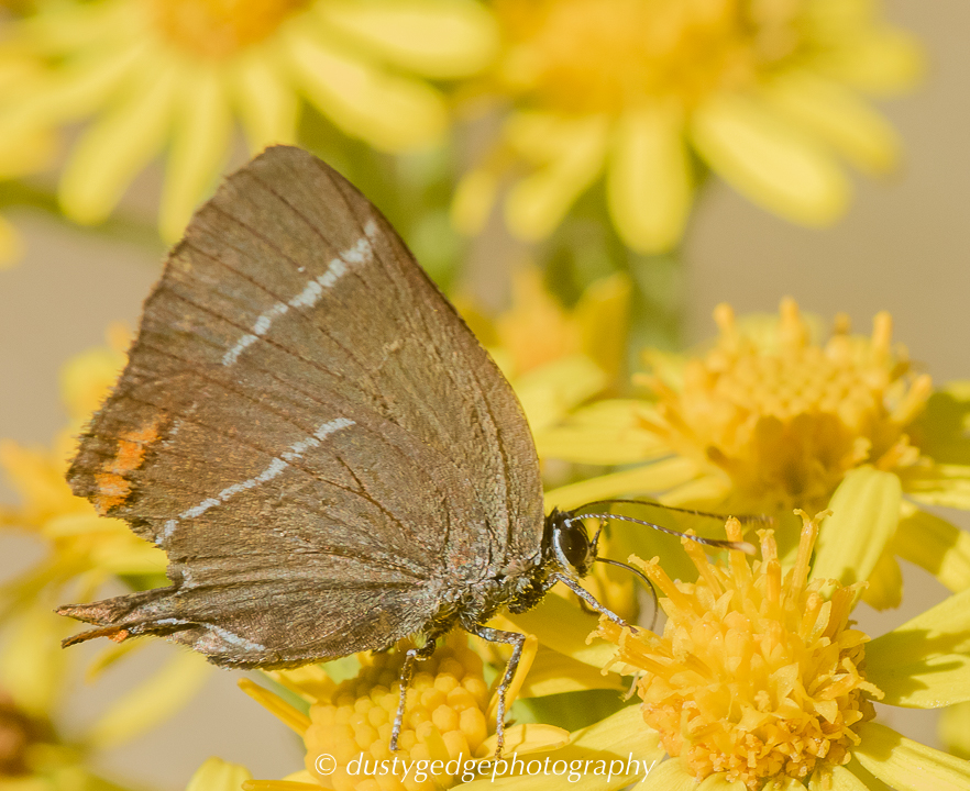White-letter hairstreak Blackheath August 2016