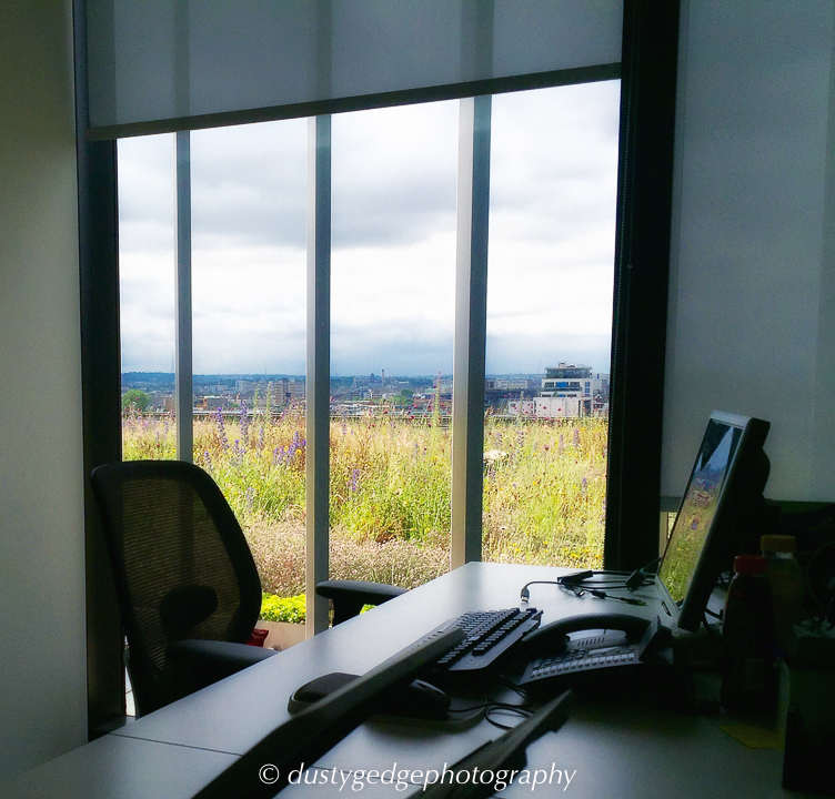 A view of a green roof from the office window