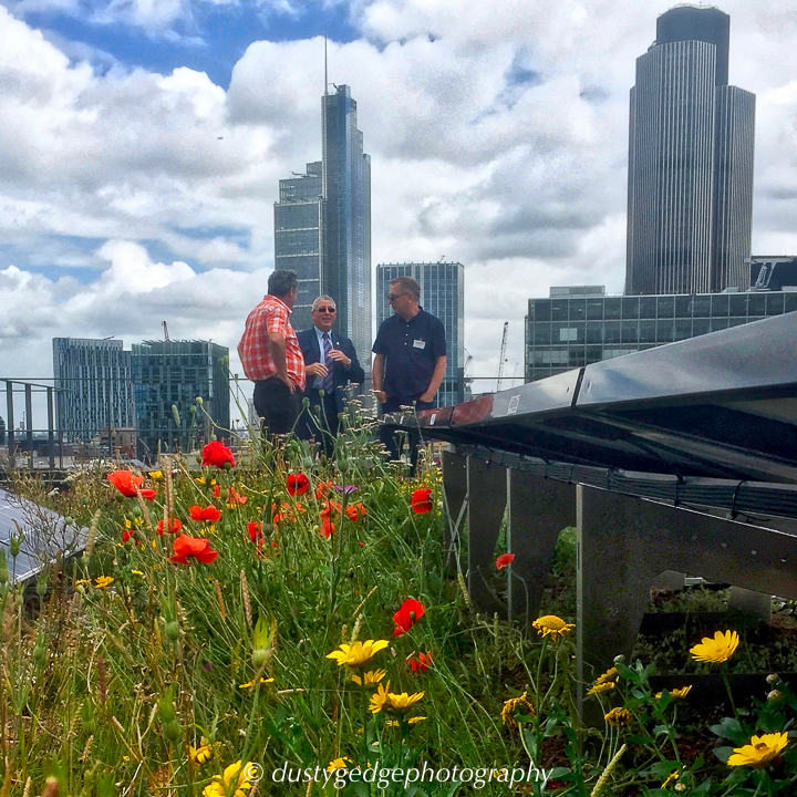 London green roof habitat for wildlife alongside solar power