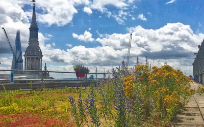 London habitats 1 – green roofs