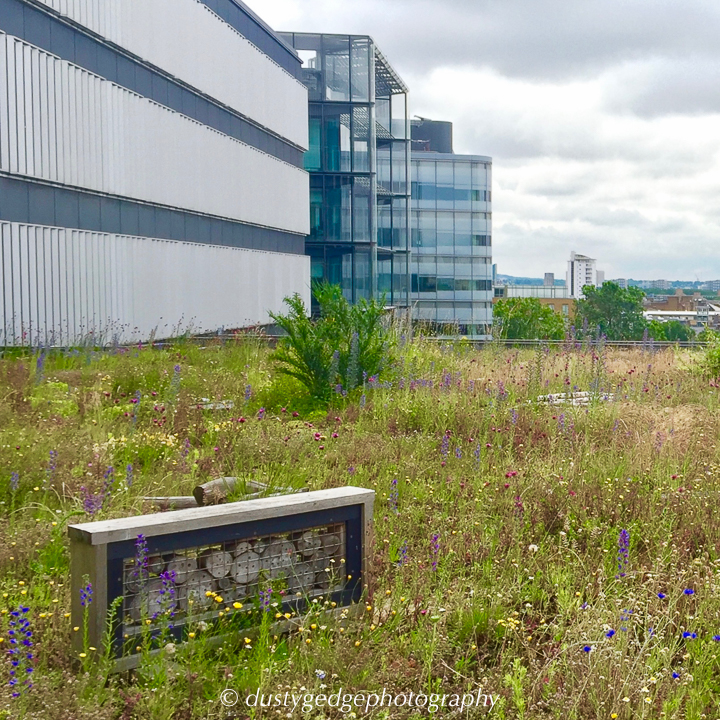 Green roof wild space are good for wildlife