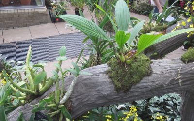 Bromeliads at Kew Gardens