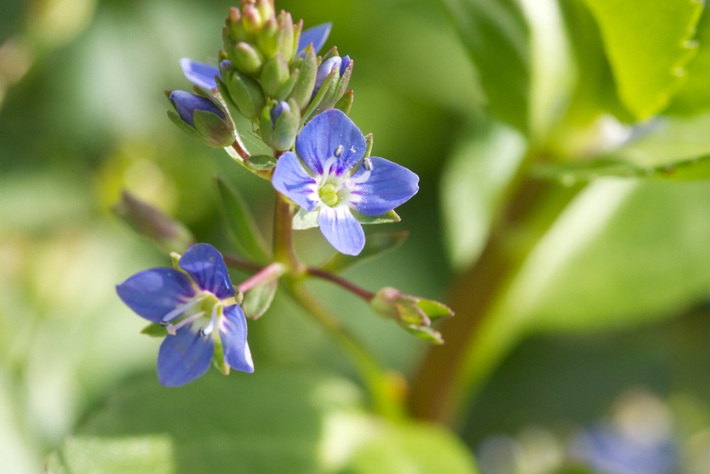 Brooklime - Veronica beccabunga - Ladywell