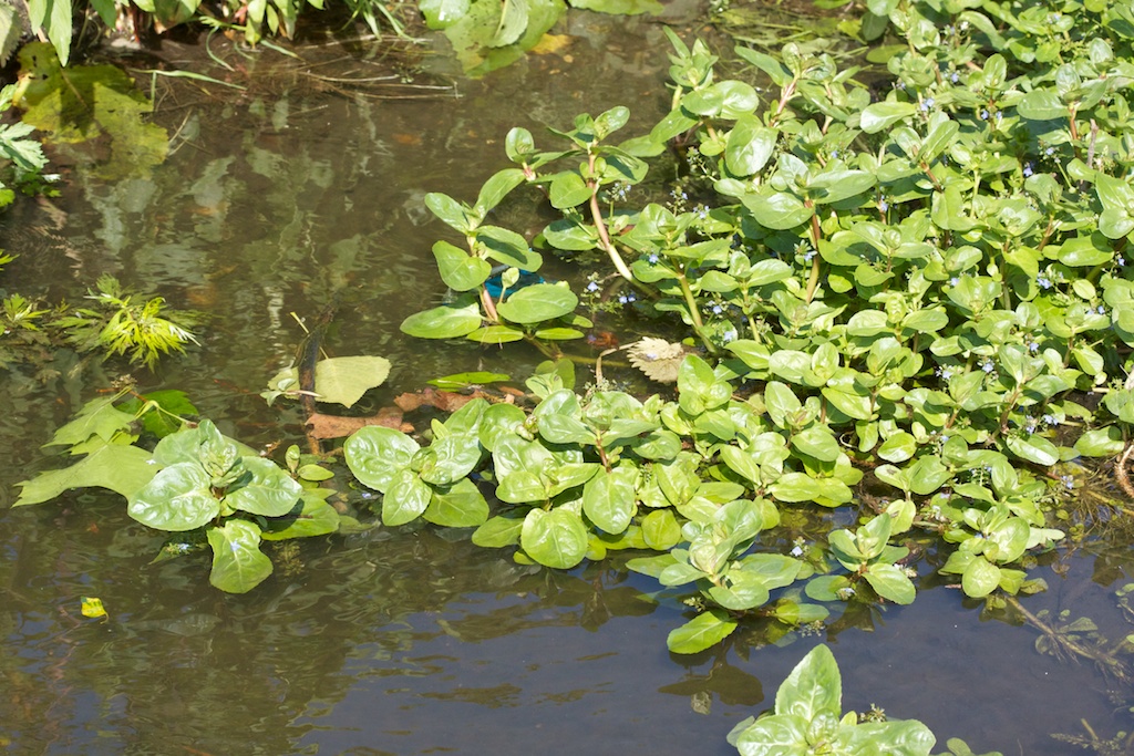 Veronica by the Ravensbourne in Lewisham