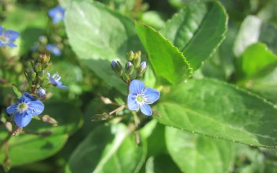 Veronica by the Ravensbourne in Lewisham