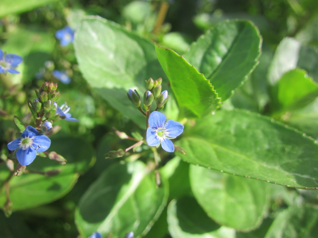 Brooklime growing in Ladywell Fields, Lewisham, London.