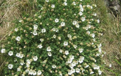 Wildflowers at the Lizard, Cornwall