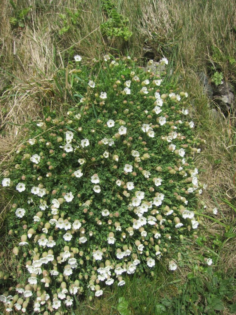 Sea campion (Silene maritima)