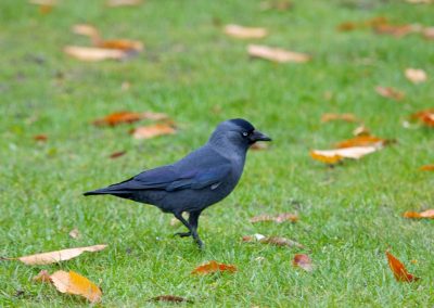 Jackdaw in Greenwich Park