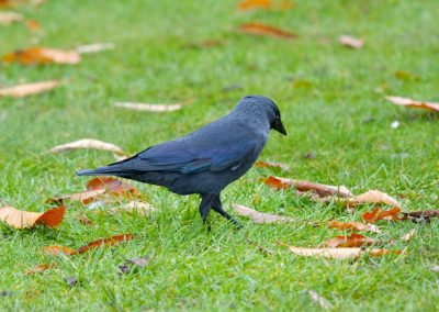 Jackdaw – Court Jesters of the Crow World