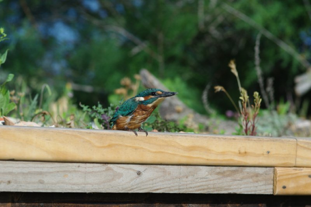 Kingfisher on a green roof in the south of France