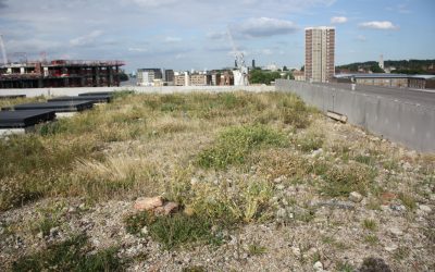 Tracking bees on a green roof brown roof – Laban Dance Centre