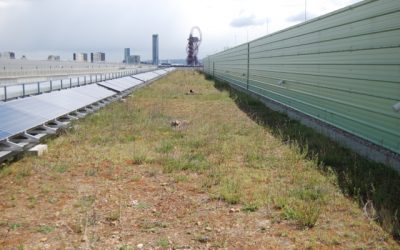 Black Redstarts on London Olympic Green Roof