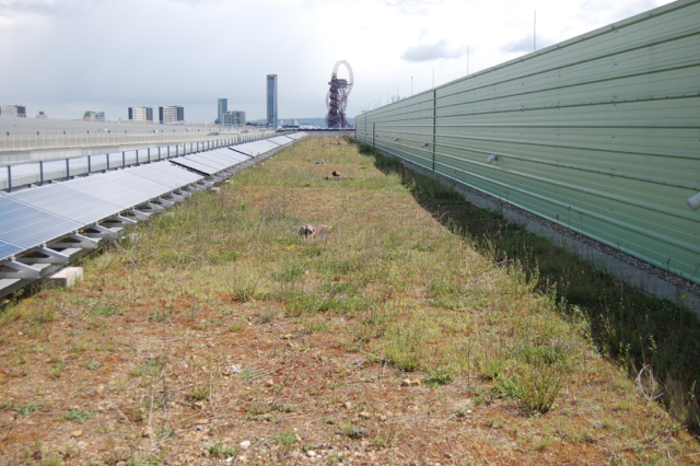 The London Olympics biggest green roof – courtesy of Stuart Connop UEL