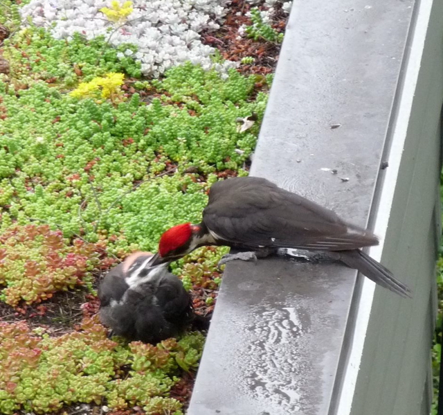 Pileated Woodpecker with chick on a green roof in Portland 2010