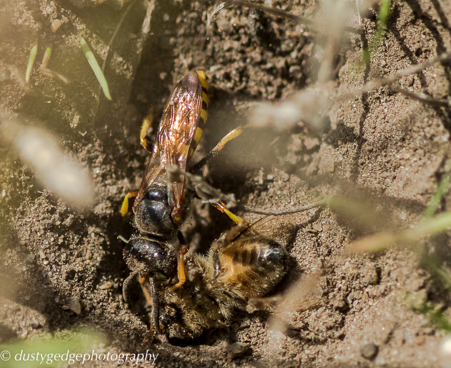 Bee wolf with honey bee payload