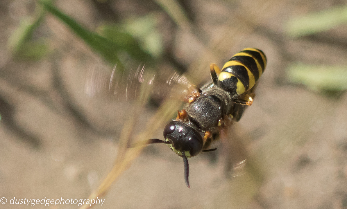 Bee wolf carrying its payload of a honey bee