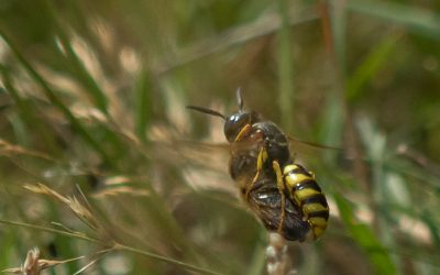 Wildlondoncomp – Bee wolves and why?