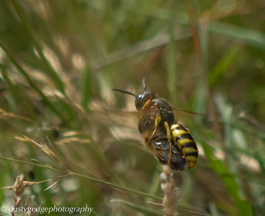 Bee wolf carrying its payload of a honey bee