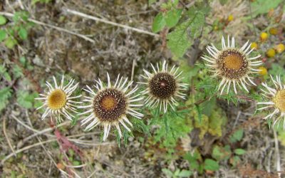 Boar’s throat thistle – old brickworks Kent