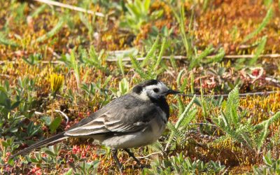 Buildings, birds, Wildlondoncomp