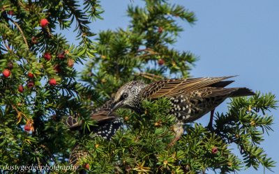 Starlings – murmurations to breakfast