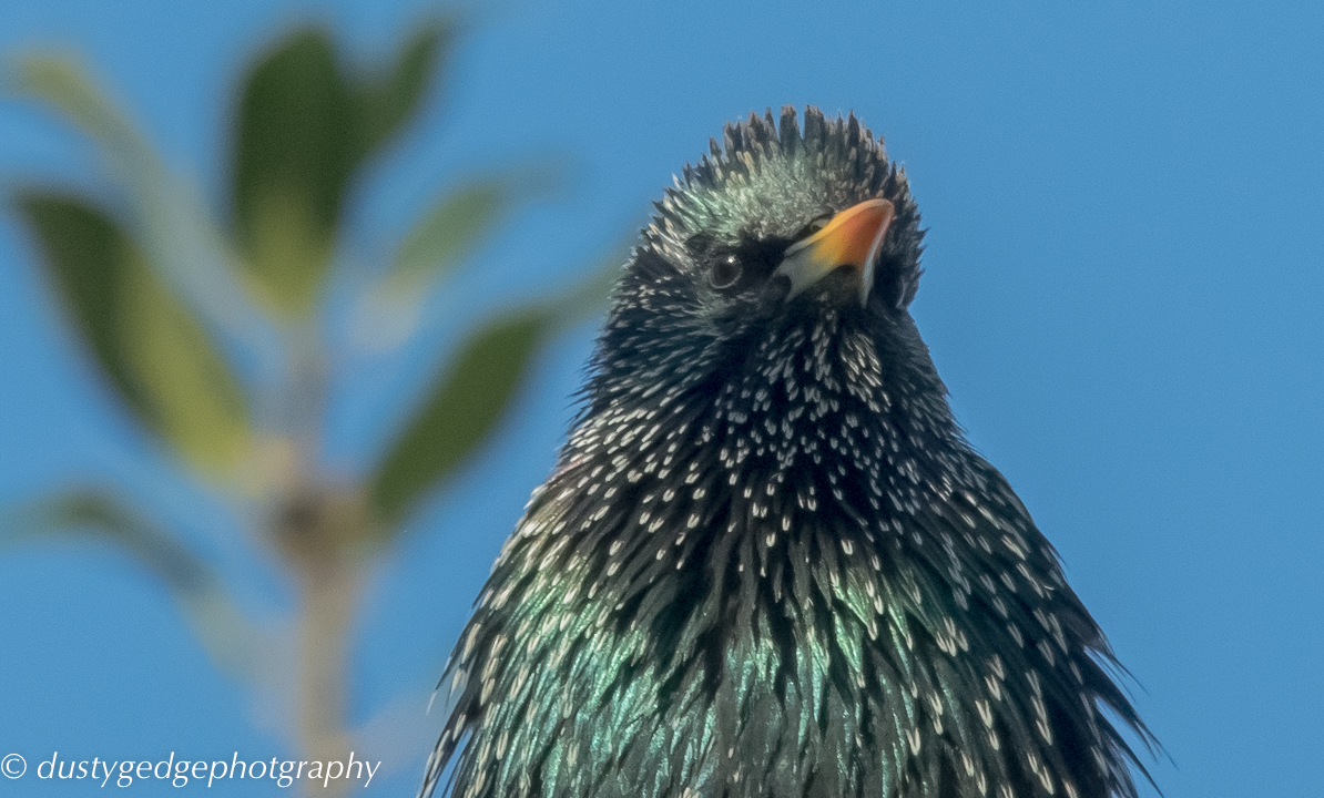 Starling on Blackheath
