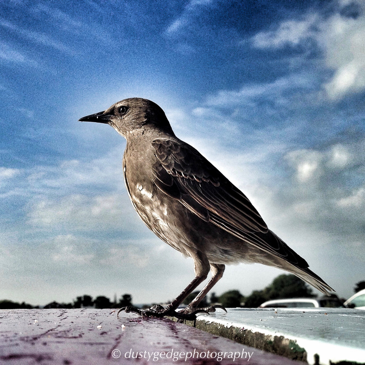 Breakfast companion - HDR image from iPhone