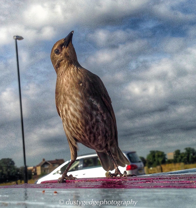 Starlings at the Blackheath Tea Hut (HDR image iPhone)