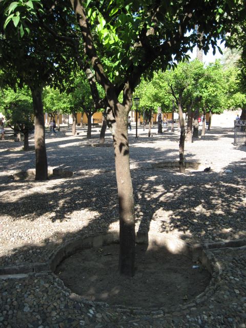 rain gardens in the plaza outside the Grand Mosque