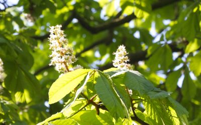 April Leaves and Blossoms – my #treeyear