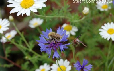 First record of Shrill Carder Bee on a green roof