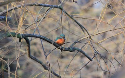 Kingfisher Day – River Ravensbourne, Lewisham
