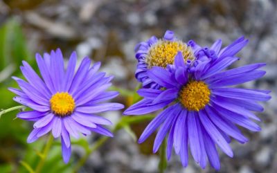 Stantec Green Roof – Edmonton – Wildflowers and Bees