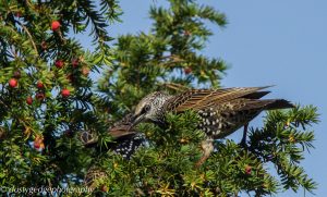 starling in yew tree