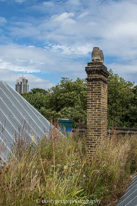 Late summer view of the V&A wetland roof