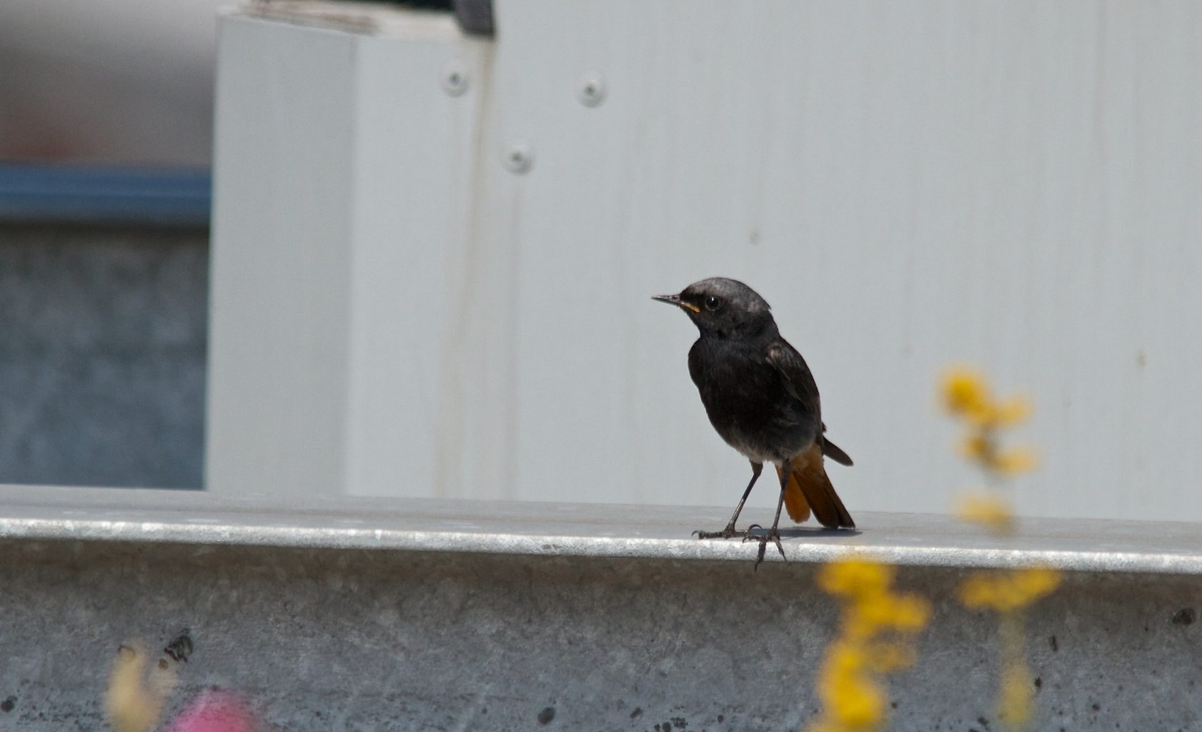 Black Redstart PWC Building London