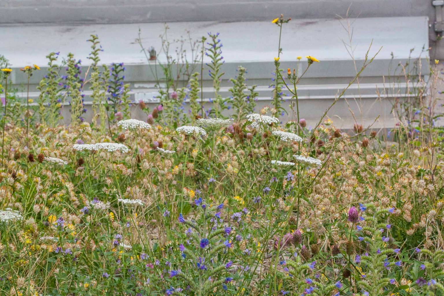 The brown roof on the Laban Dance Centre